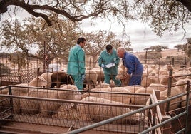 Cascada de nuevos focos de lengua azul en Extremadura: 32 nuevos brotes