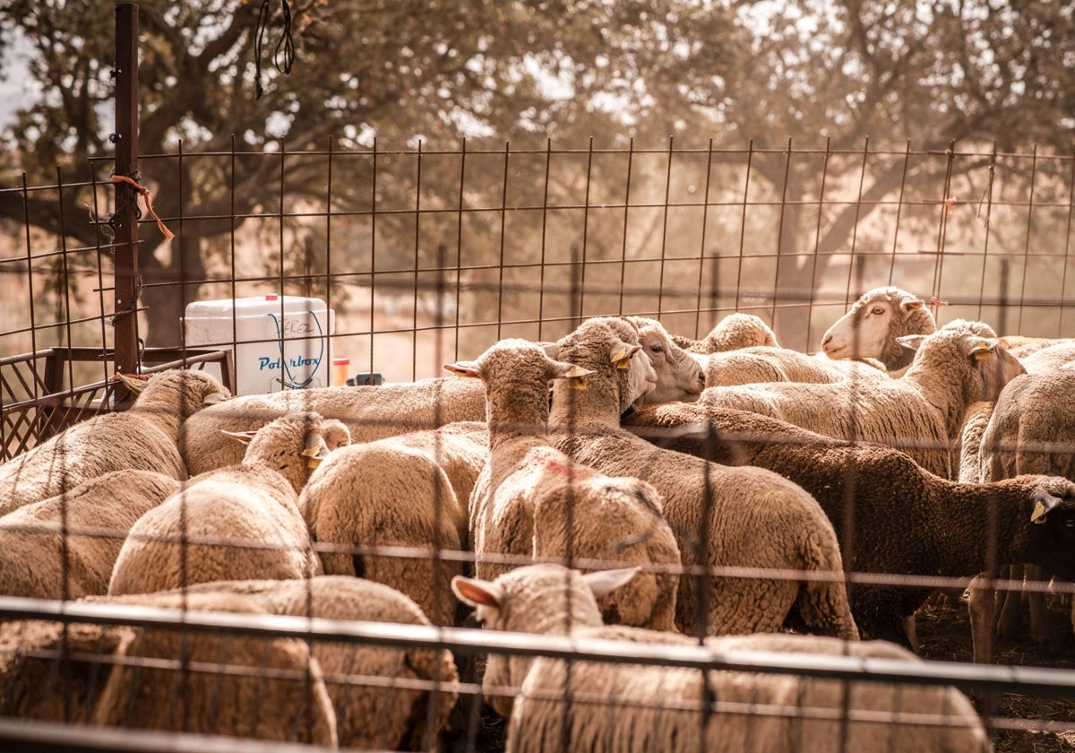 Explotación de ovino en Extremadura.