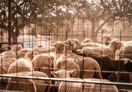 Explotación de ovino en Extremadura.