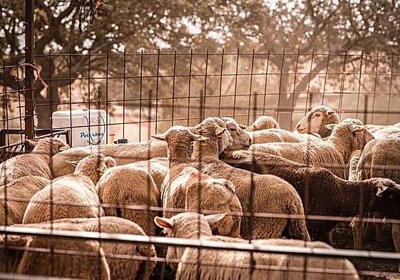 Explotación de ovino en Extremadura.