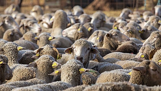 Nuevo aumentos de contagios de lengua azul en Extremadura: 34 focos más