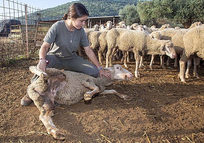 Ana Santos, con una oveja con síntomas de padecer la lengua azul.
