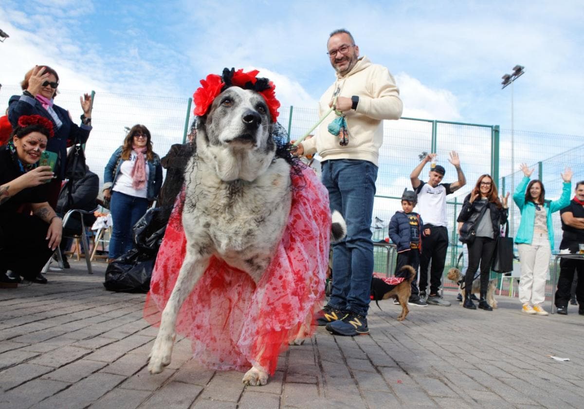 Uno de los perros participantes en este original desfile de perros.