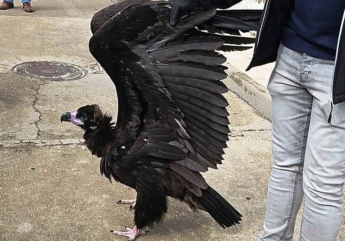 El buitre encontrado por los vecinos de la localidad