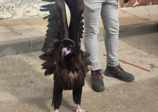 El animal podría haberse desorientado debido a las rachas de viento