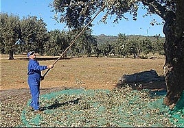 Un vecino recoge la bellota en la Dehesa Boyal