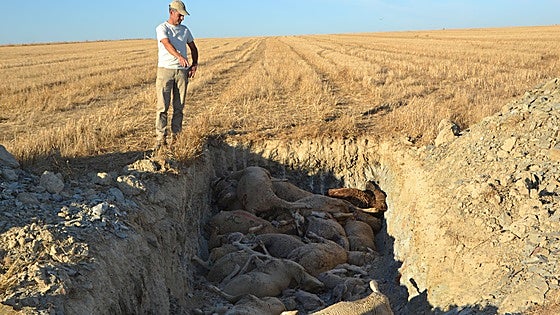 Último balance: 4.000 animales muertos y 21.000 afectados