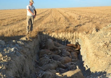 Último balance: 4.000 animales muertos y 21.000 afectados