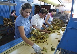 El recambio generacional no está garantizado en el campo.