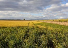 Un arrozal situado en la ZEPA de Palazuelo y Guadalperales.