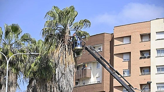Badajoz invierte 320.000 euros para la poda de sus árboles