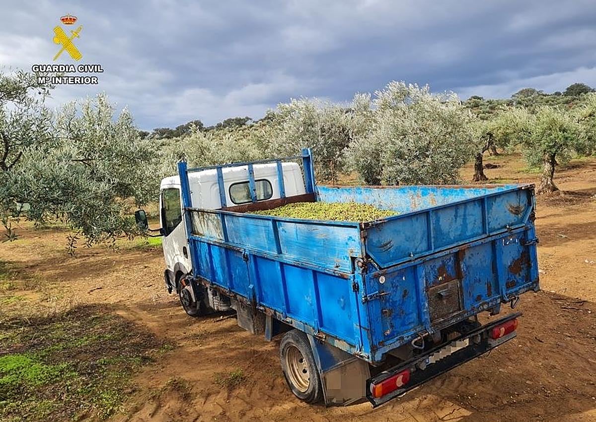 Imagen secundaria 1 - Cuatro detenidos implicados en una veintena de robos de aceitunas en la provincia de Badajoz