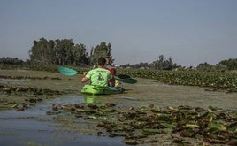 Junta, Ayuntamiento y Confederación firman este miércoles el convenio para limpiar el nenúfar de Badajoz