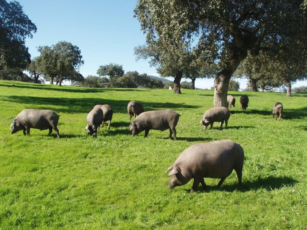'Jamon Lovers' visitará la Ruta del Ibérico 'Dehesa de Extremadura'
