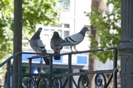 Guerra a las palomas