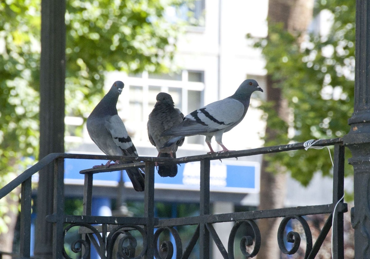 Guerra a las palomas