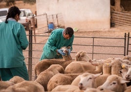 Un veterinario mira si una oveja tiene síntomas de lengua azul para vacunarla en Valencia del Mombuey.