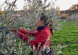 Una mujer recoge aceitunas en un olivar de Extremadura.