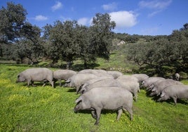 Cochinos en la finca Huerta Zapata, en las proximidades de Valle de Santa Ana en la Sierra Suroeste.