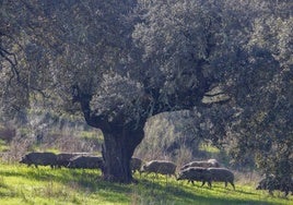 Una piara de cerdos pasa junto a una encina en una finca del término de Jerez de los Caballeros.