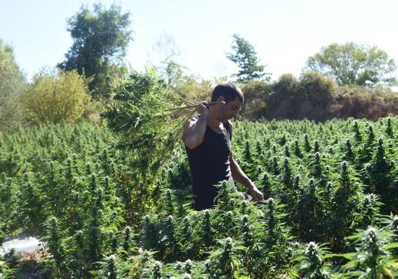 Abraham García, de Veraseed, en una de sus plantaciones de cáñamo industrial.