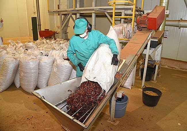 Pimentón seco que viene de los secaderos de los agricultores.