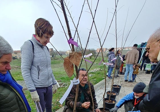 Plantación de olmos en Cáceres el Viejo.