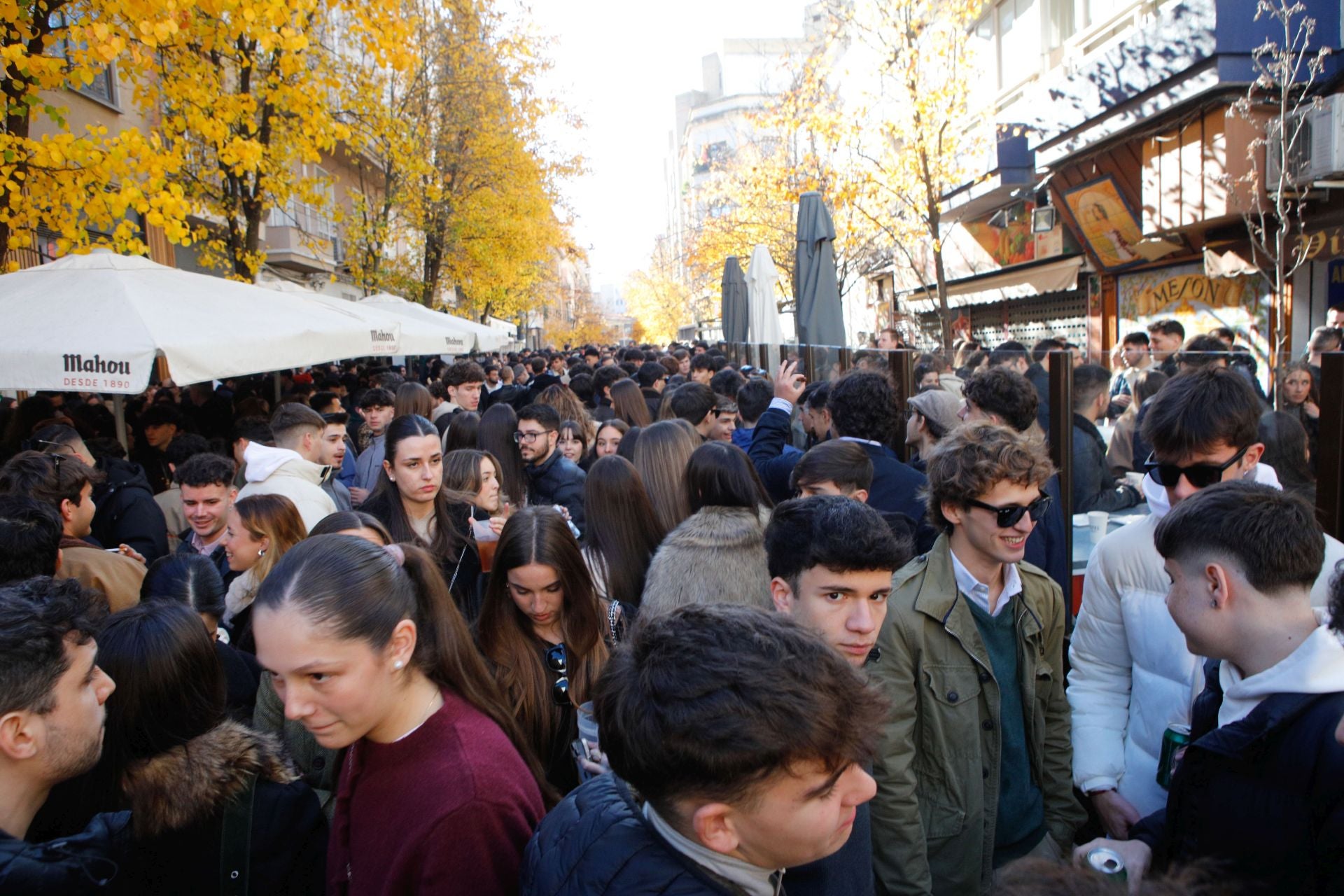 Las calles de Cáceres se llenan con las cañas de Nochebuena