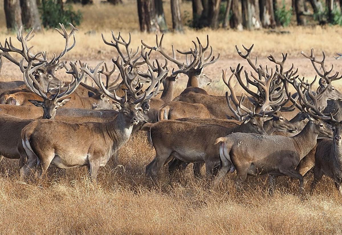 Navidad, época de ilusiones, deseos y regalos