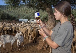 Una joven agricultora prepara un antibiótico para su ganado ovino en San Jorge de Alor.