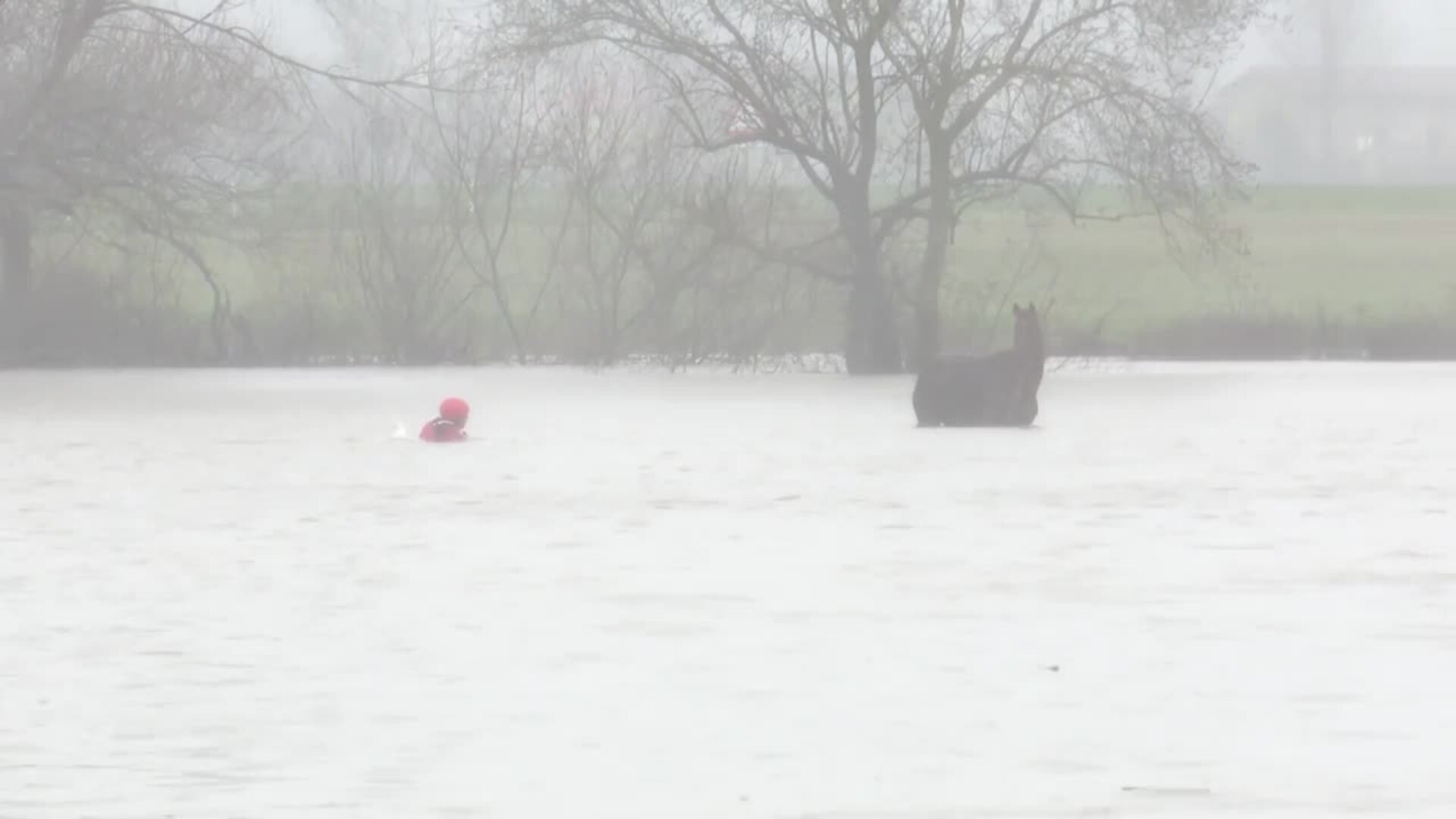 Rescatan un caballo atrapado por el desbordamiento de un río en Vitoria