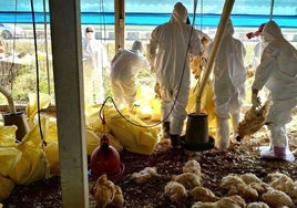 Sacrificio de gallinas en una granja de Taiwán afectada por la aparición de focos de gripe aviar.