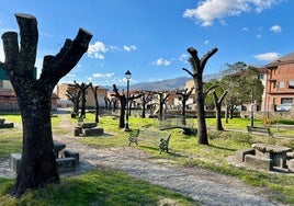 Poda realizada a fresnos autóctonos en el parque del río de Jerte.