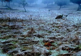 Helada y niebla en la dehesa en La Siberia extremeña el pasado mes de diciembre.