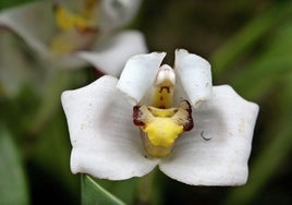 La orquídea y el forraje