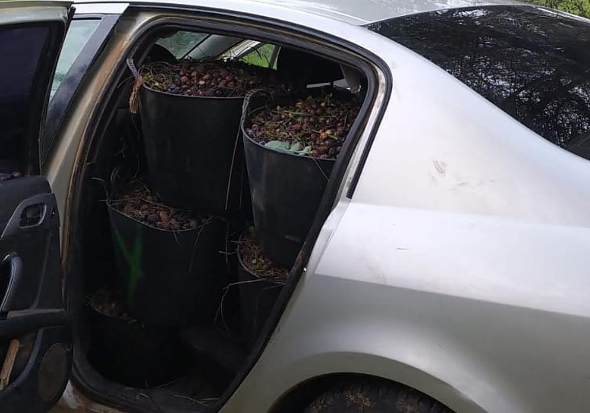 Detenidas cuatro personas sorprendidas cuando robaban aceitunas en un olivar de Alcuéscar
