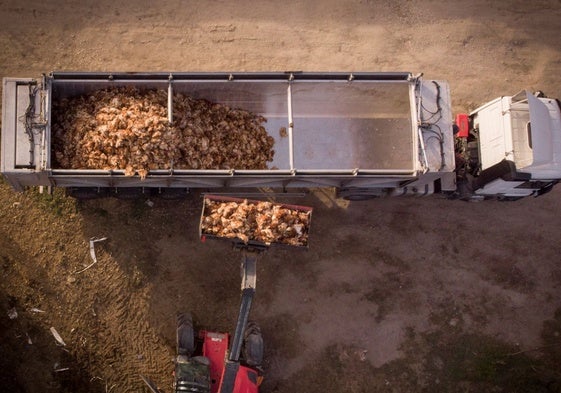 Retirada de gallinas muertas en una explotación de Valladolid en 2022 por gripe aviar.