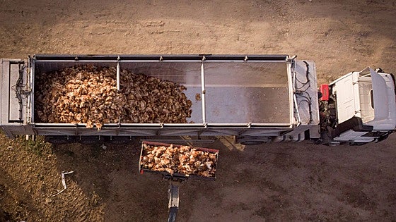 Agricultura prohíbe la cría de gallinas al aire libre por el riesgo de la gripe aviar