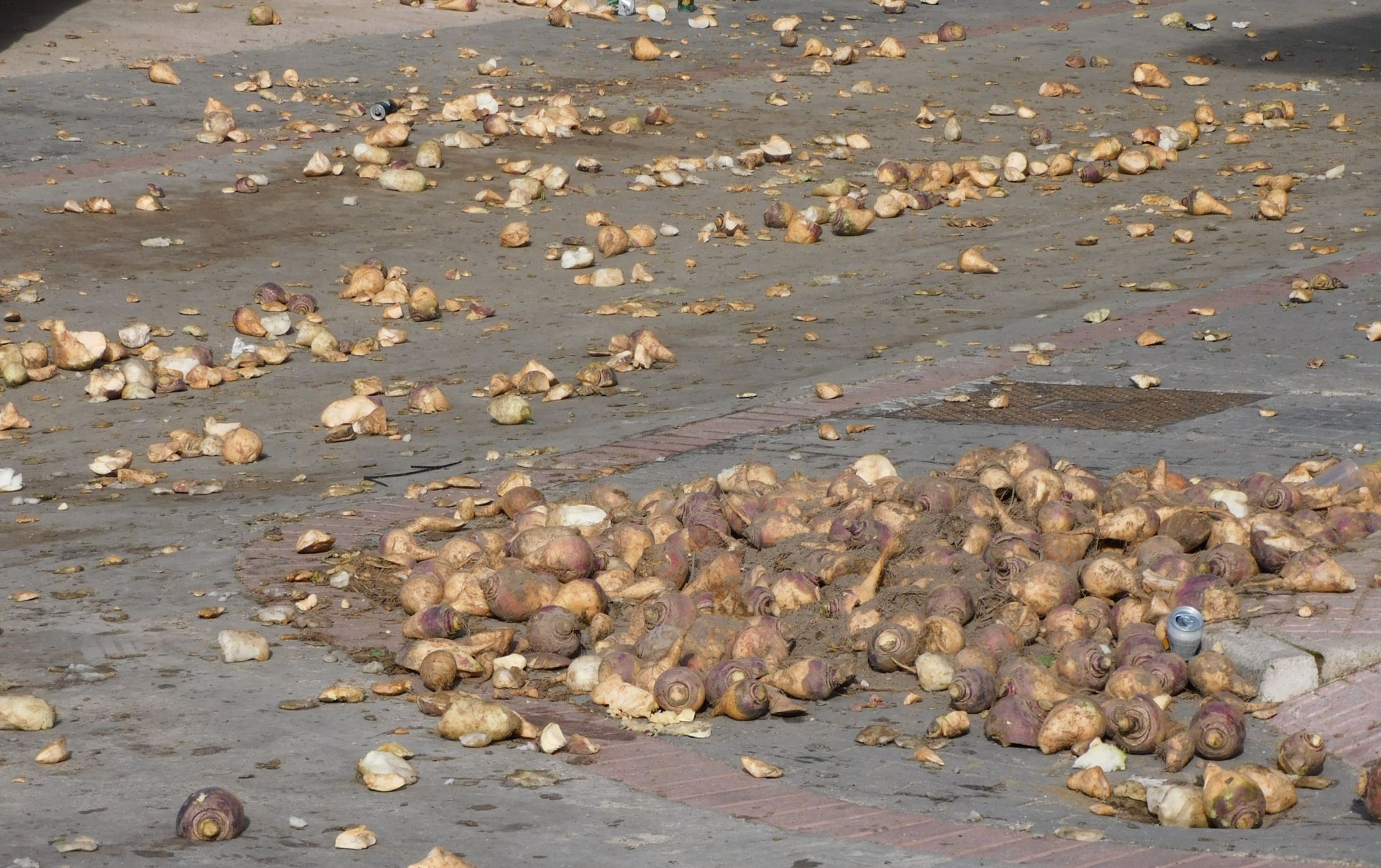 Toneladas de nabos caen sobre Jarramplas