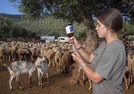 Una joven agricultora prepara un antibiótico para su ganado ovino en San Jorge de Alor.