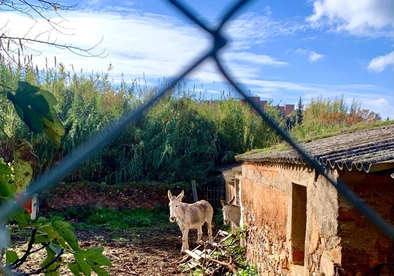 Los burros también deberán salir de la finca del molino de los Acedo cuando sea derribado.