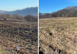 El antes y el después del terreno donde se plantaron los nuevos cerezos.