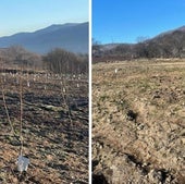 Roban 350 plantones de cerezos en una finca del Valle del Jerte: «Sentimos rabia e impotencia»