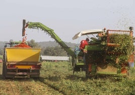 Cosechadora de tomate en la campaña del pasado verano en una parcela próxima a Santa Amalia.