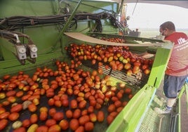 Recolección de tomate en las Vegas Altas del Guadiana.