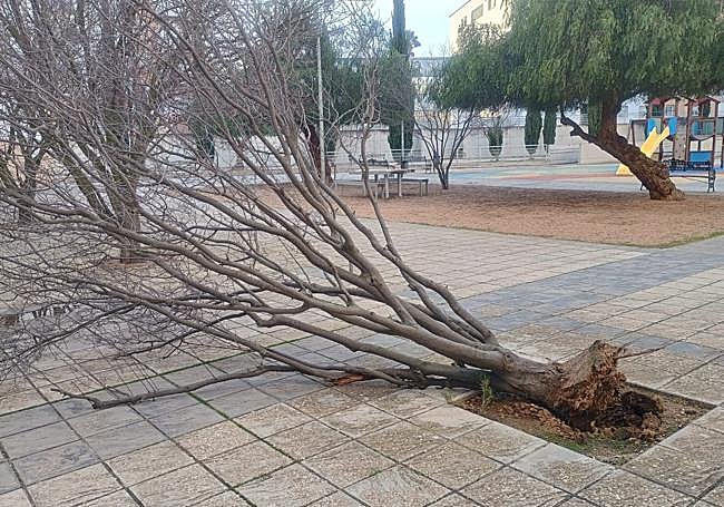 Árbol derribajo en Cuartón Contijo.