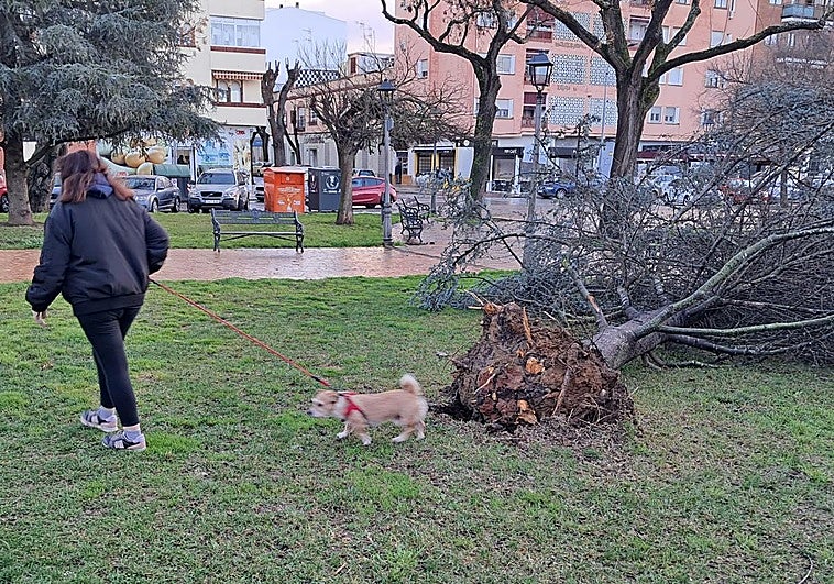 Árbol derribado por el fuerte viento este marte por la mañana en la barriada de San Fernando de Badajoz.