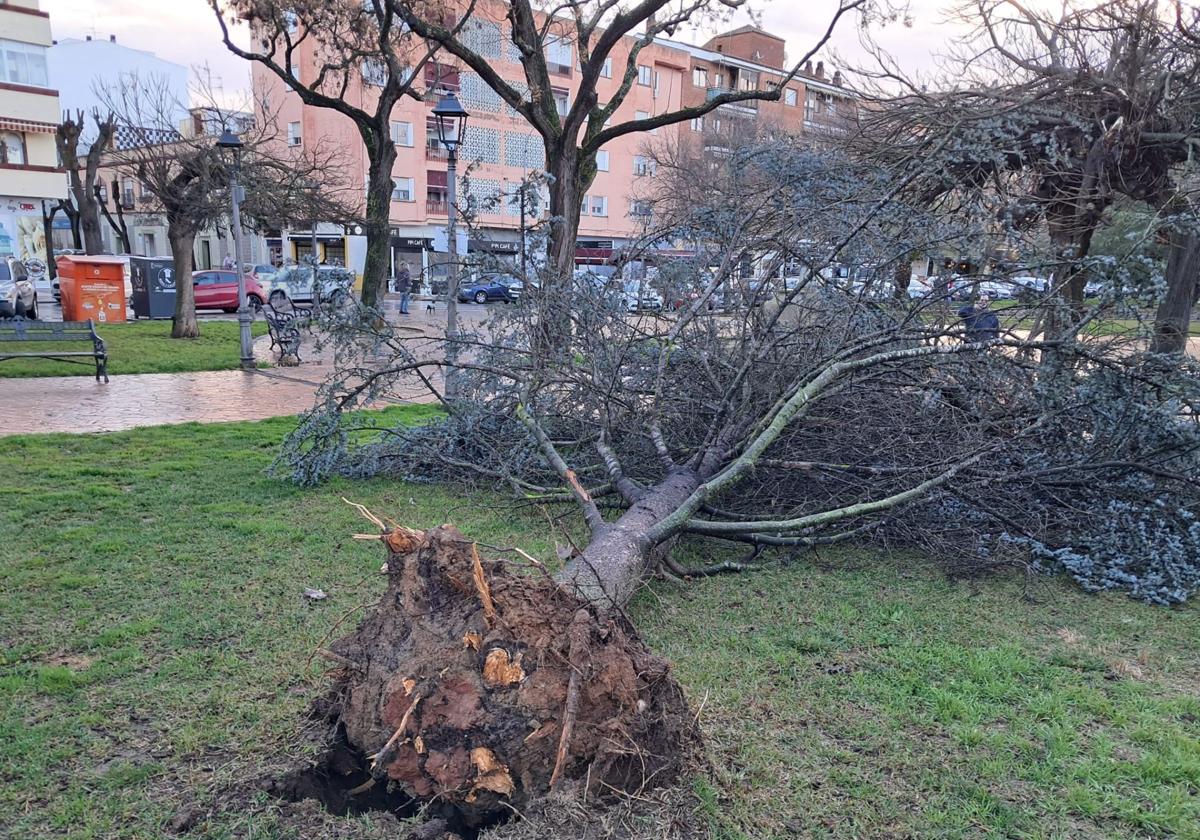 El vendaval de esta mañana en San Fernando, en imágenes