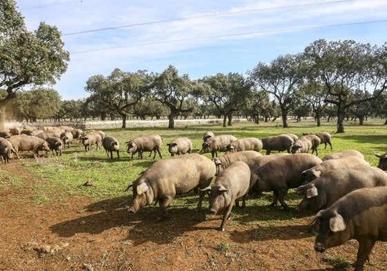 Ganadería de porcino.