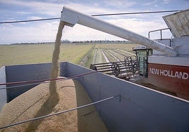 Cosechadora de arroz tras recolectar una parcela en el término municipal de Don Benito.